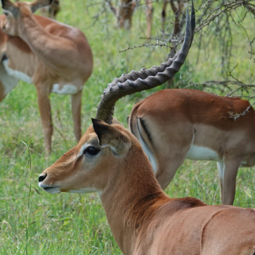 A group of Gazelles