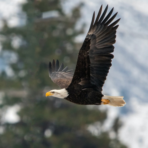 Eagle soaring