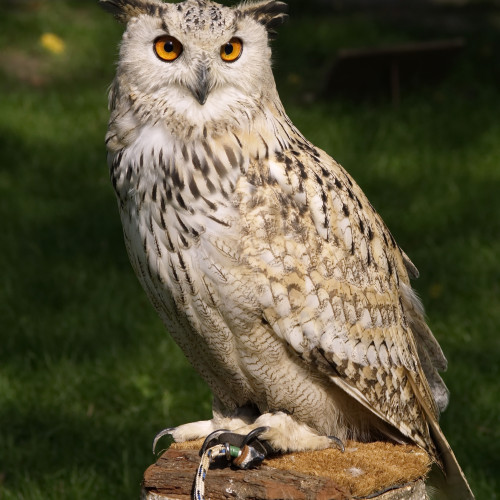 Owl