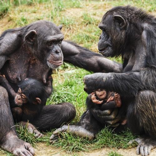 chimpanzees-3707291_1280